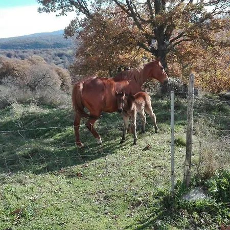Sa Vinza *